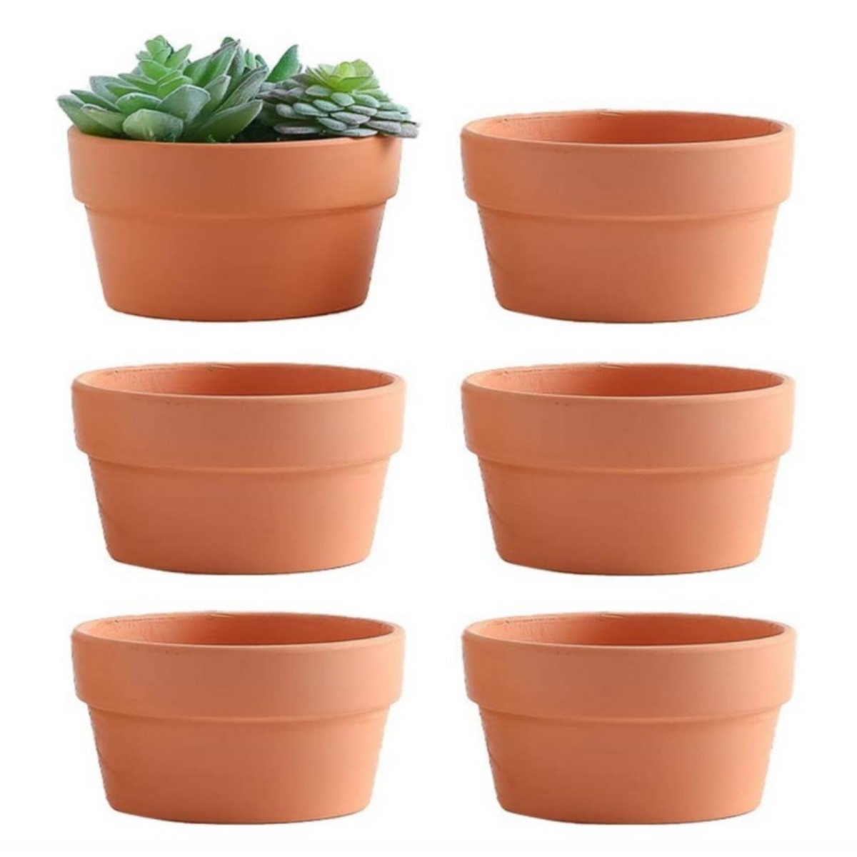 6 PCS Terracotta Buld Pots 3.5 – Echeveria Succulent recenzja i cena