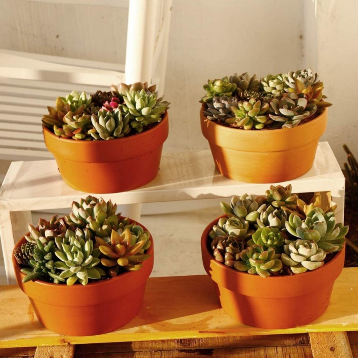 6 PCS Terracotta Buld Pots 3.5 – Echeveria Succulent recenzja i cena