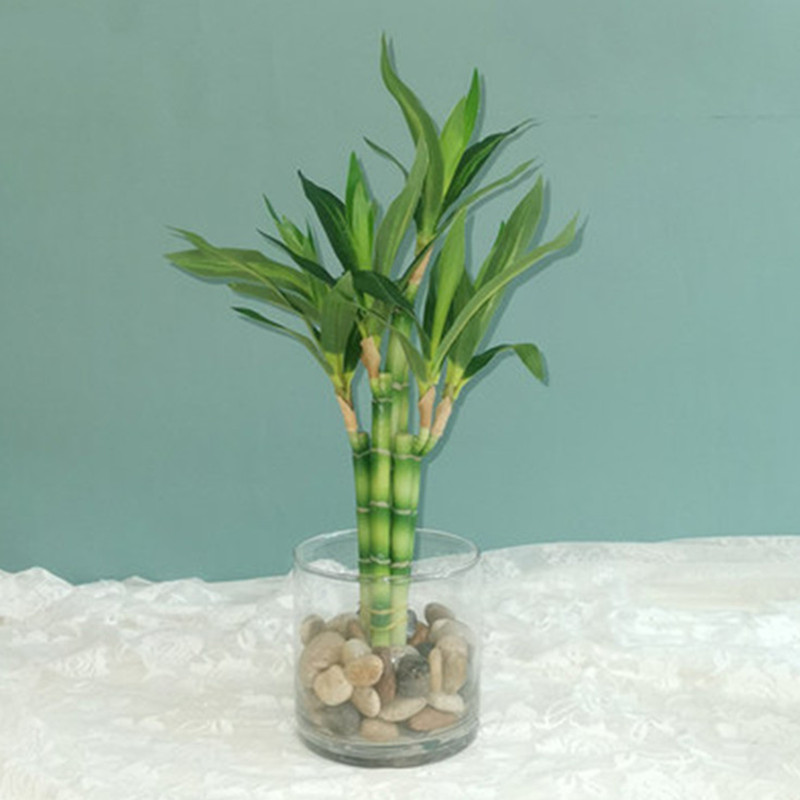 New 40cm rFtificial Lucky Bamb – Echeveria Succulent recenzja i cena