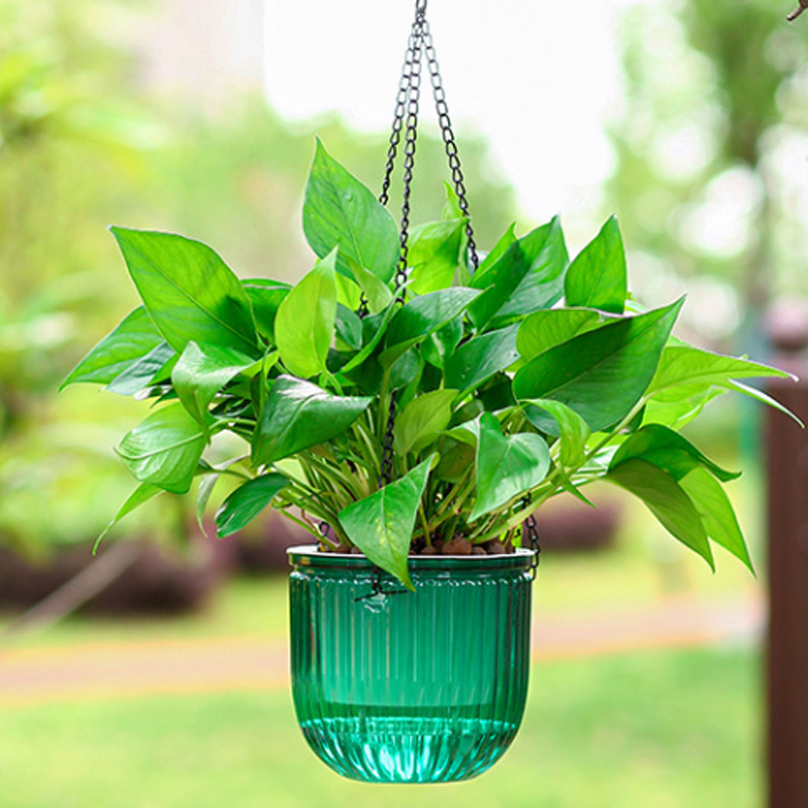Automatic Self Watering Plant  – Spider Plant Hanging recenzja i cena