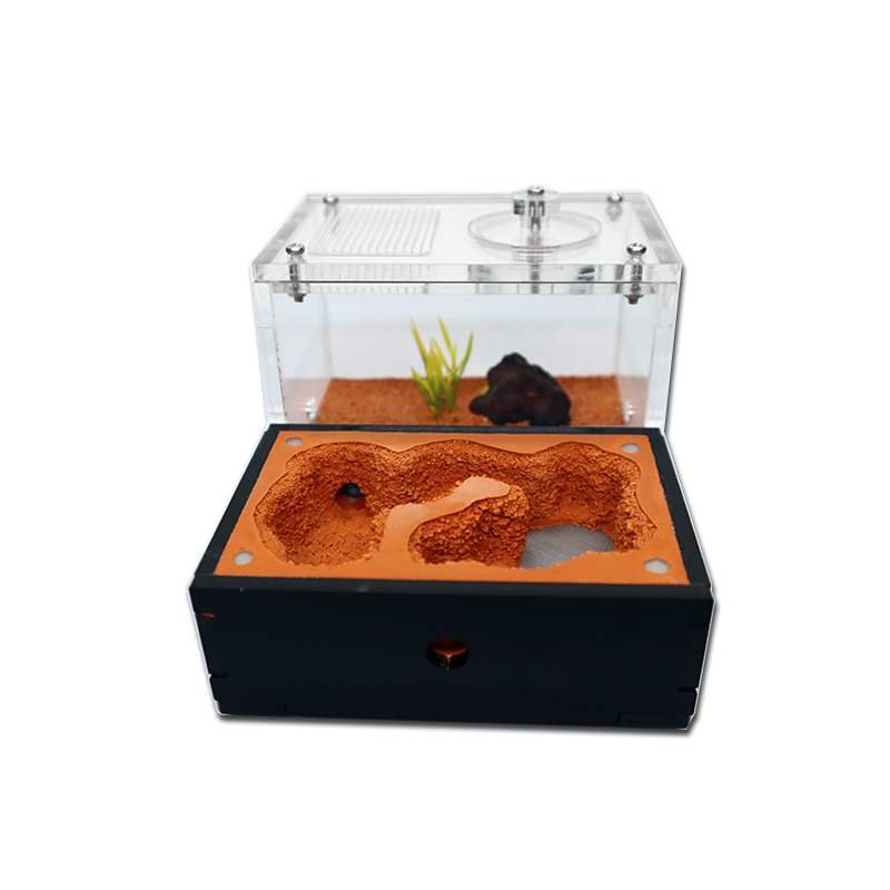 Yellow Soil Ant Farm with Exte – Begonia Rex recenzja i cena
