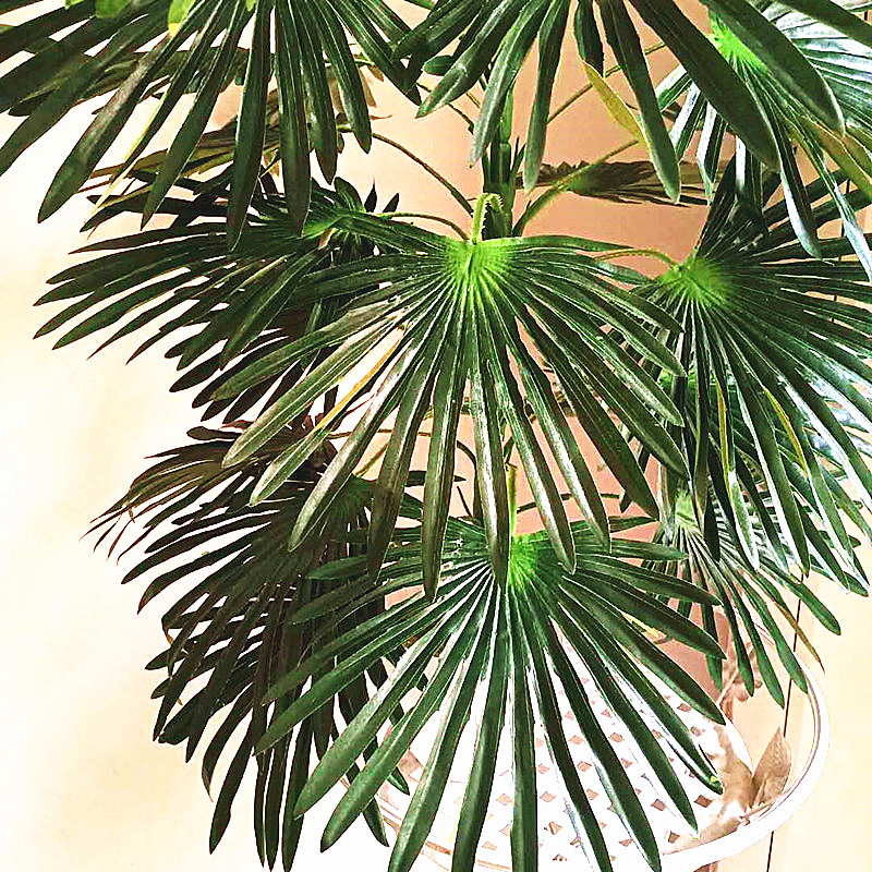 68-95CM Large Artificial Tropi – Dracaena Marginata recenzja i cena