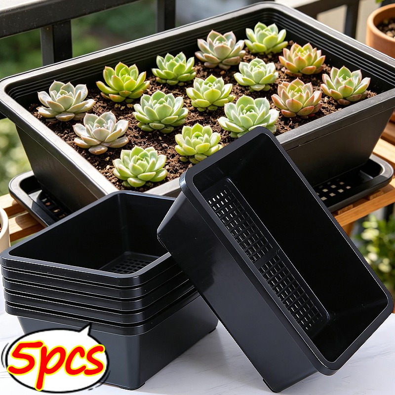 Succulent Plants Seedling Tray – Echeveria Succulent recenzja i cena