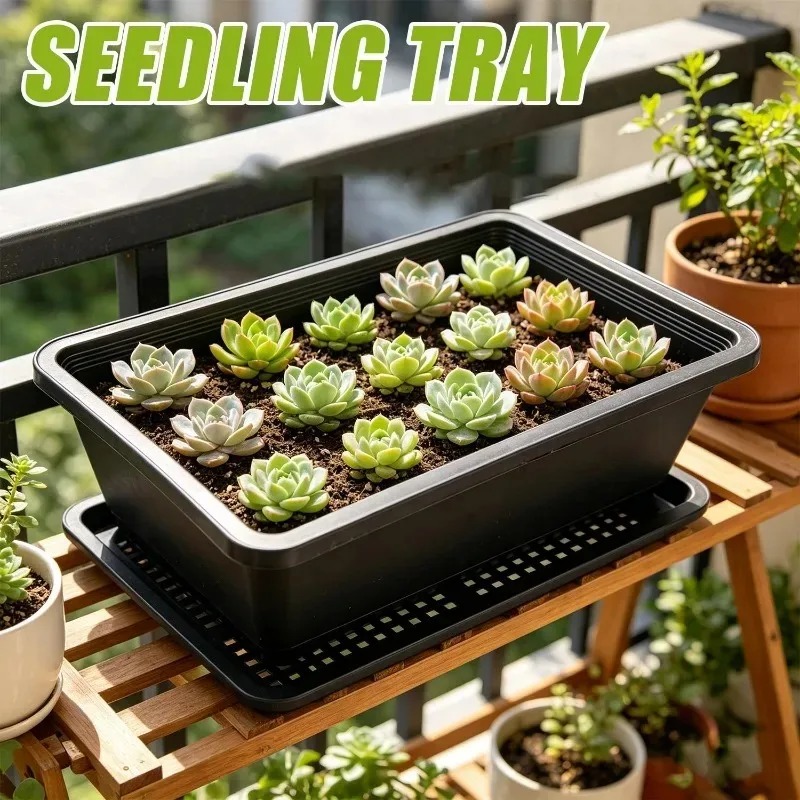 Succulent Plants Seedling Tray – Echeveria Succulent recenzja i cena