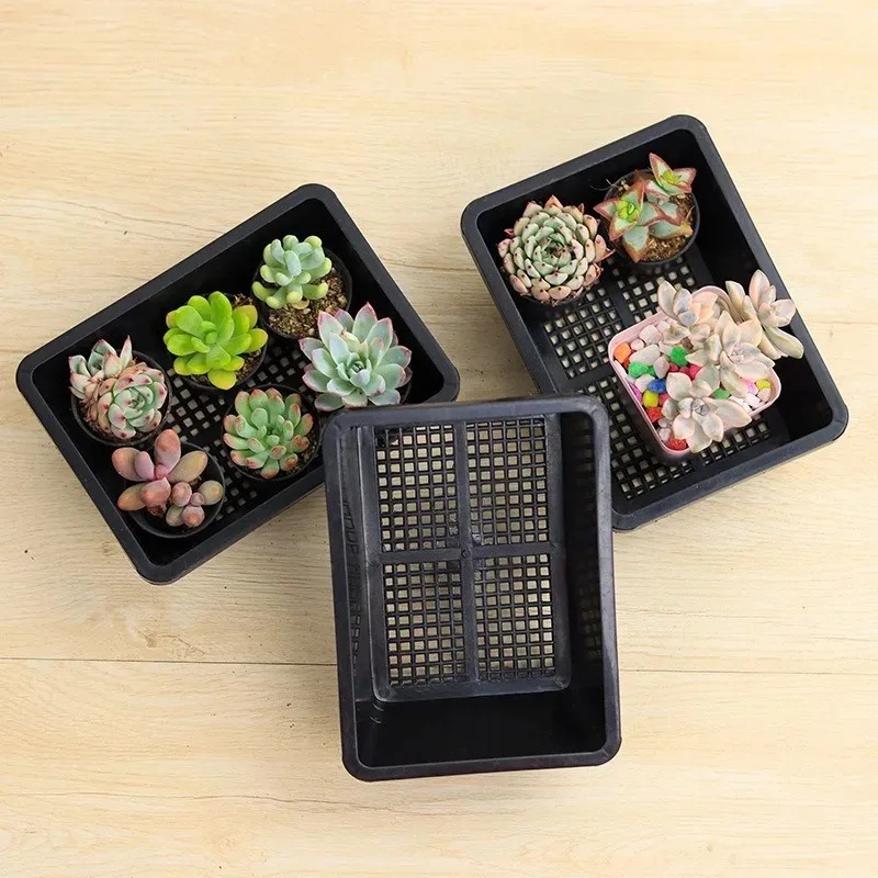 Succulent Plants Seedling Tray – Echeveria Succulent recenzja i cena