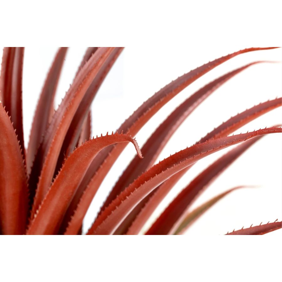 Hyper Realistic Big Red Artifi – Aloe Vera Pot recenzja i cena
