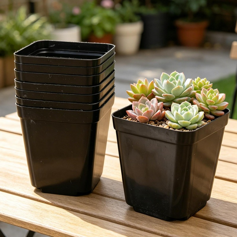 10/50Pcs Square Succulent Plas – Echeveria Succulent recenzja i cena