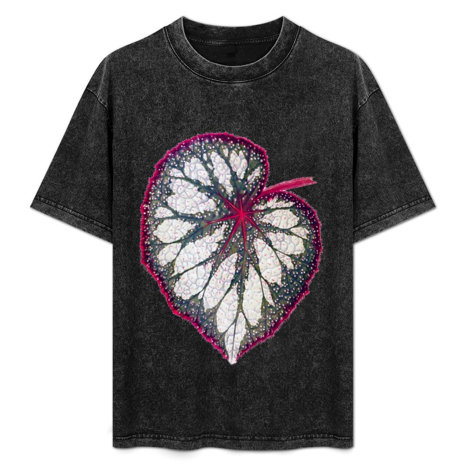 Begonia rex T-Shirt Holiday Si – Begonia Rex recenzja i cena
