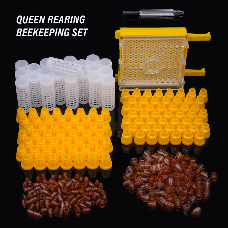 Germany Jenter Queen Rearing K – Begonia Rex recenzja i cena