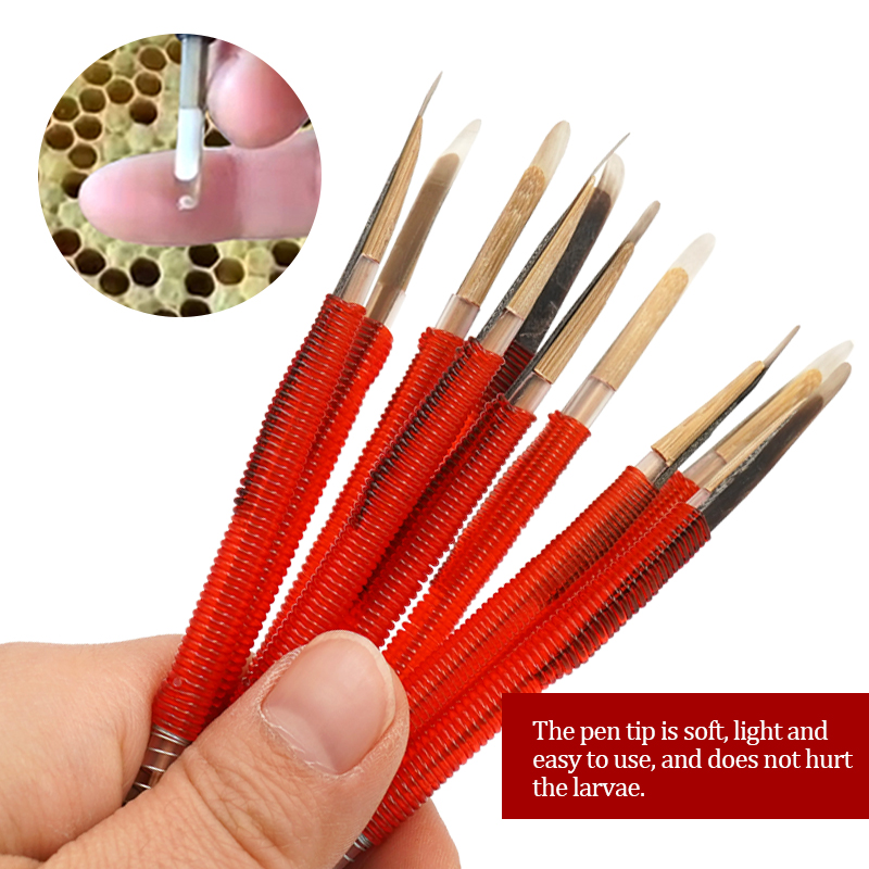 5/10Pcs Beekeeping Grafting To – Begonia Rex recenzja i cena
