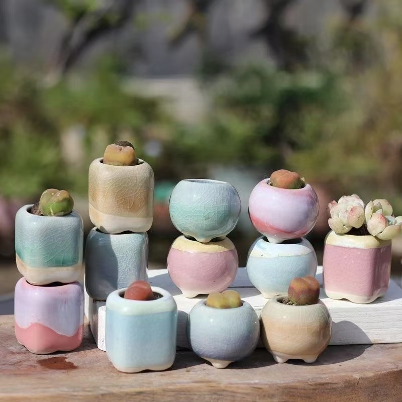 6Pcs Mini Flowerpot Succulents – Echeveria Succulent recenzja i cena