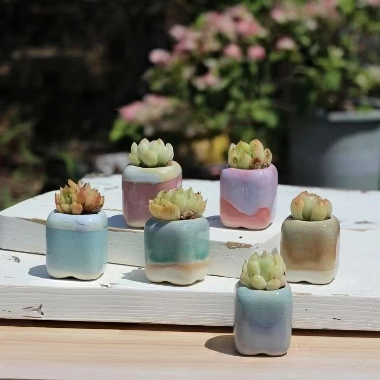 6Pcs Mini Flowerpot Succulents – Echeveria Succulent recenzja i cena