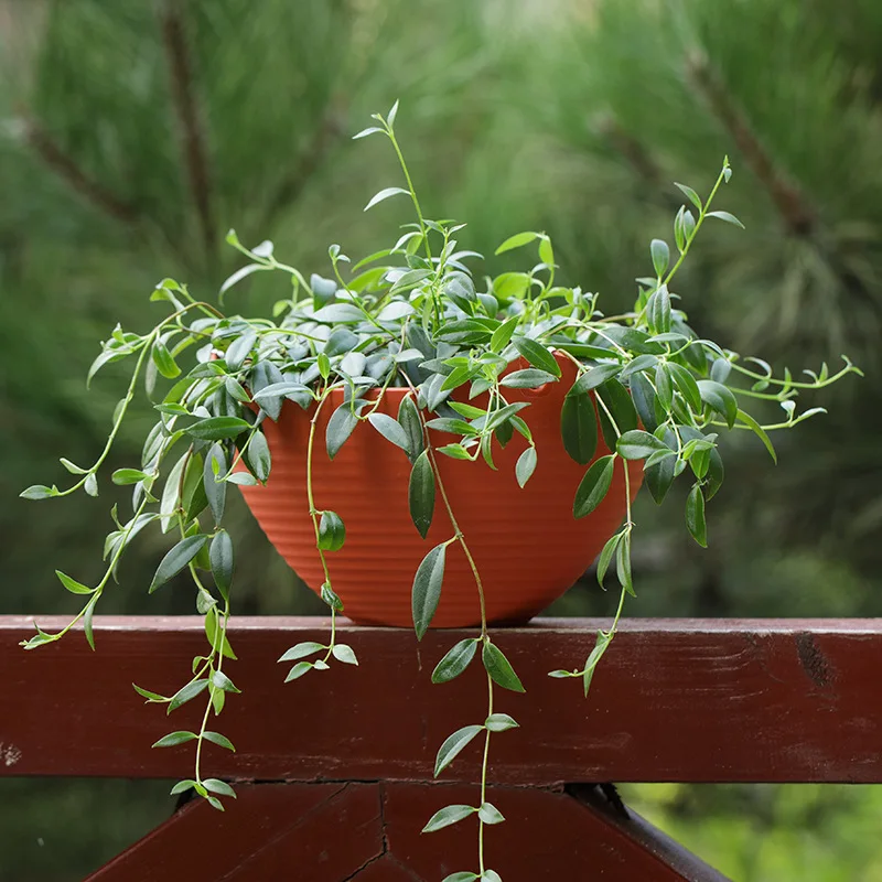 Plastic hanging basket flower  – Spider Plant Hanging recenzja i cena